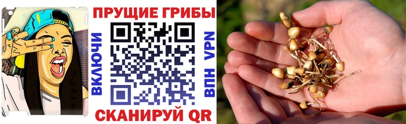 Купить закладки  Слюдянка  Галлюциногенные грибы Psilocybine cubensis 